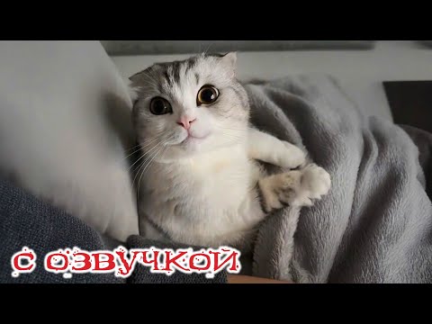 Видео: Приколы с котами! С ОЗВУЧКОЙ! Смешные видео про животных! Про котов и кошек!