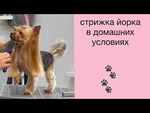 Видео: DogVlog: ПОДСТРИГЛА ТИНЮ🐾