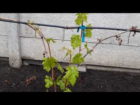 Видео: 🍇 Виноград без соцветий 😳