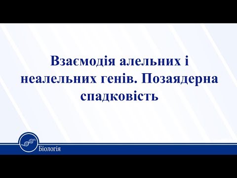 Видео: Взаємодія алельних і неалельних генів. Позаядерна спадковість. Біологія 11 клас