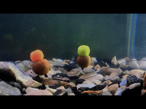 Видео: ЛУЧШИЙ КАРПОВЫЙ ПОВОДОК! Самый простой поводок на карпа, который вяжется на коленке.