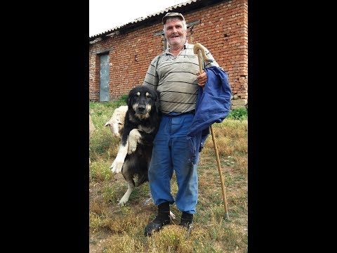 Видео: Документарен филм „Во потрага по карамани - Чашка, 2018“