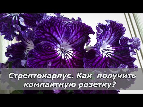 Видео: Укрощение розетки стрептокарпуса