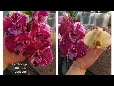 Видео: Орхидеи на кухне! 14.04.25