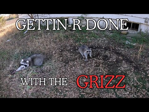 Видео: САМЫЙ ПРОСТОЙ СПОСОБ ПОПОЙМАТЬ ГИГАНТСКИХ ЕНОТОВ! 🦝🦝🦝