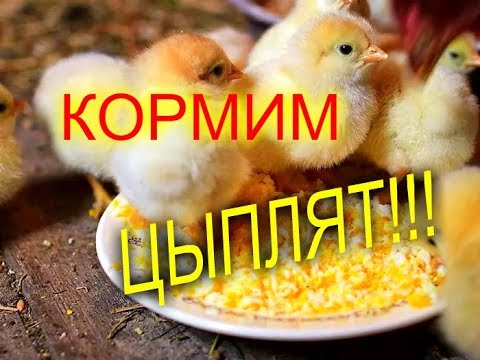 Видео: КОРМЛЕНИЕ ЦЫПЛЯТ С ПЕРВЫХ ЧАСОВ ЖИЗНИ//МОЯ ЛЮБИМАЯ УСАДЬБА