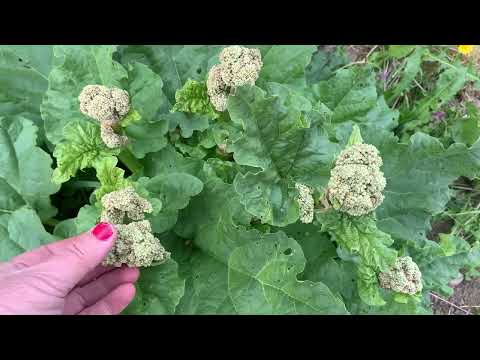 Видео: Полное разочарование#погода все испортила