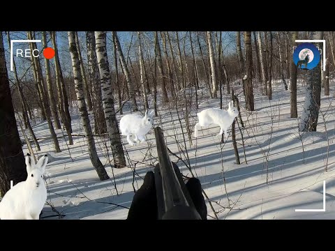 Видео: ОХОТА НА ЗАЙЦА БЕЛЯКА В ЗАЯЧЬЕМ ЭЛЬДОРАДО