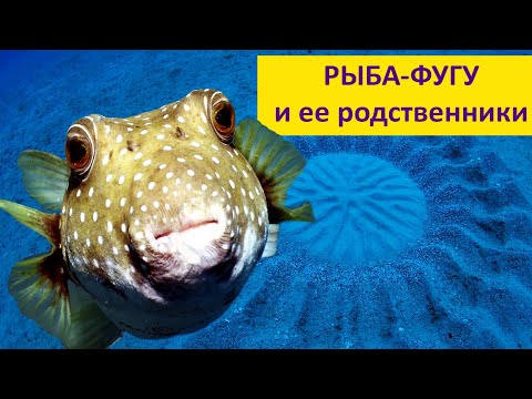 Видео: ФУГУ и её родственники. Наталья Носова