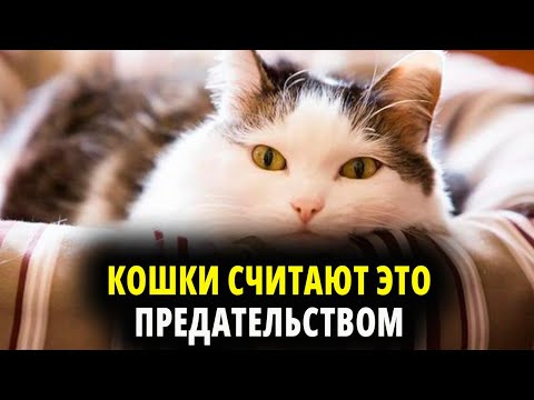 Видео: НЕ ДЕЛАЙ ТАК С КОШКОЙ. КОШКИ СЧИТАЮТ ЭТО ПРЕДАТЕЛЬСТВОМ