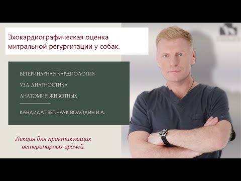 Видео: Эхокардиографическая оценка митральной регургитации у собак