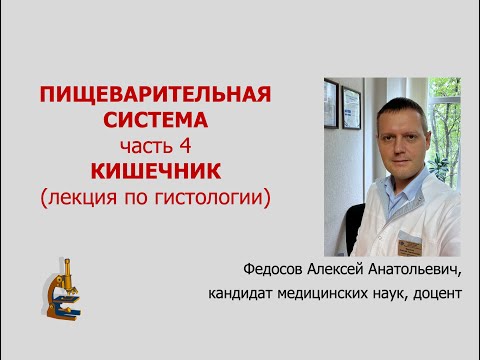 Видео: ПИЩЕВАРИТЕЛЬНАЯ СИСТЕМА 4. КИШЕЧНИК (лекция по гистологии)