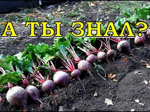 Видео: Как и когда убираем СВЕКЛУ? Обзор сортов