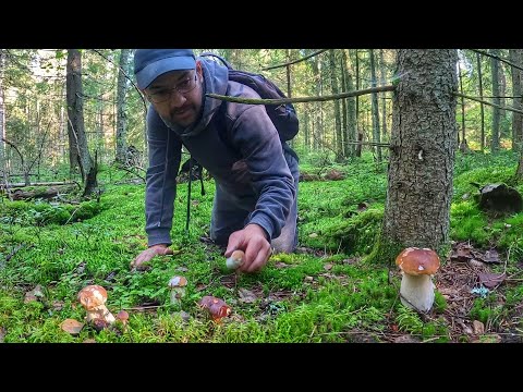 Видео: ОЧУМЕТЬ! ЗАБРАЛСЯ В ЕЛОВЫЙ ЛЕС И НАШЕЛ МНОГО БЛАГОРОДНЫХ ГРИБОВ | ТИХАЯ ОХОТА УДАЛАСЬ | ГРИБЫ 2025