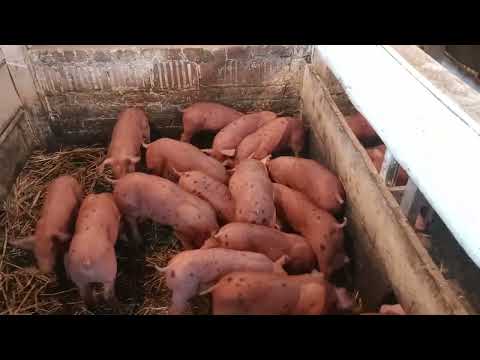 Видео: продажа поросят кантор.кормление поросят