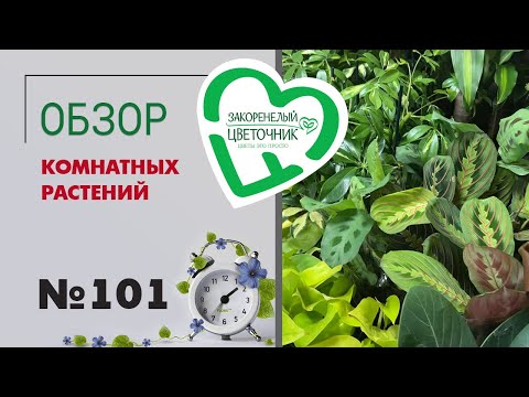 Видео: Обзор растений: арахис, аглаонемы, пеперомии, аспарагусы, папоротники, гиацинты, азалии, фикусы #101