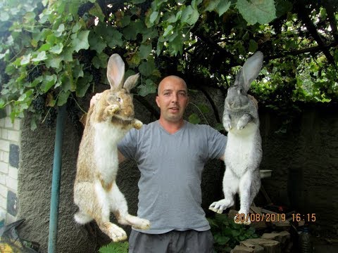 Видео: Сравним кроликов БЕЛЬГИЙСКИЙ ВЕЛИКАН VS СОВЕТСКАЯ ШИНШИЛЛА! // Вес самцов и самок ОДНОГО ВОЗРАСТА!