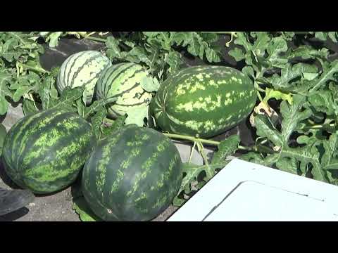 Видео: Моя бахча. Сезон 2022 года. Часть 3.