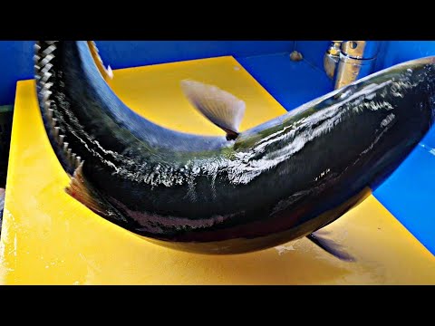 Видео: 3 кг, желтохвост, японский амберджек, хамачи, последний сашими, LiveFishTV