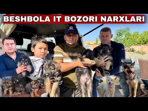 Видео: ФАРГОНА БЕШБОЛА ИТ БОЗОРИ НАРХЛАРИ Ферганиский Собачий Рынок