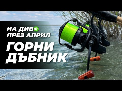 Видео: НА ДИВО ПРЕЗ АПРИЛ - В ТЪРСЕНЕ НА ДЪБНИШКИТЕ ШАРАНИ