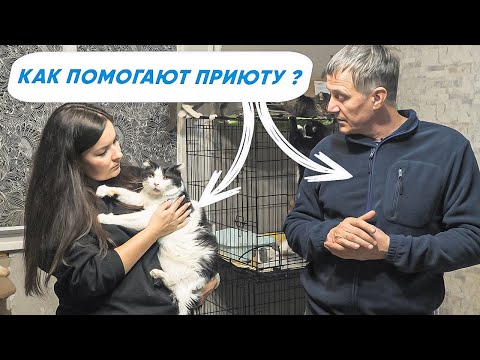 Видео: Как построить КОШАЧИЙ ПРИЮТ?  Кто помогает построить новый приют для кошек?