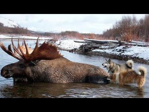 Видео: Скрадываемся к лосю, работа западносибирской лайки и ВОЛЭНДА.