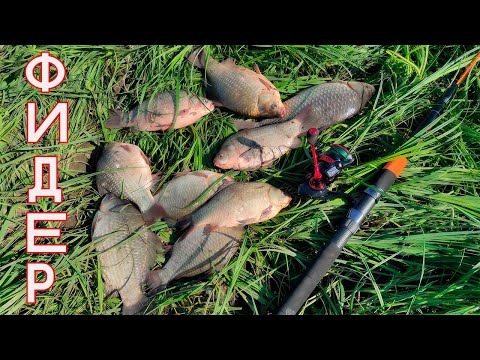 Видео: КАРАСЬ на фидер.