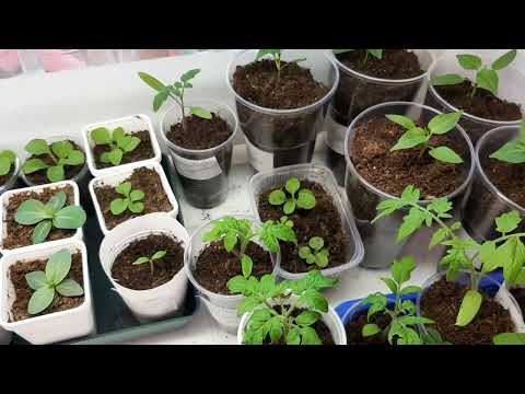 Видео: 18 марта 2024г.☀️ на Урале весна🌸💖 моя рассада🍅🌶🌸