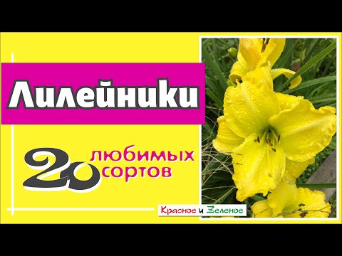 Видео: Лилейники. 20 любимых сортов