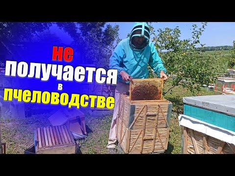 Видео: Четыре правила успеха в пчеловодстве
