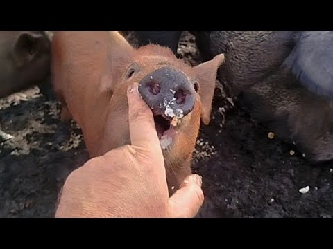 Видео: ПИРОЖНОЕ ДЛЯ КАБАНОВ/ ЛЕТО ПРОЛЕТЕЛО ПЕРЕХОДИМ В ОСЕНЬ/