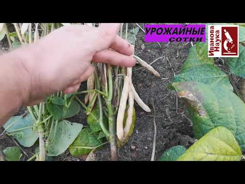 Видео: Новые сорта: создание и оценка. Моё любимое хобби - фасоль.