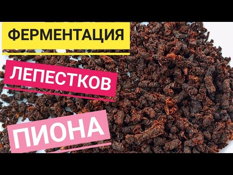 Видео: 13.06. ФЕРМЕНТИРОВАННЫЙ, ГРАНУЛИРОВАННЫЙ ЧАЙ ИЗ ЛЕПЕСТКОВ ПИОНОВ.