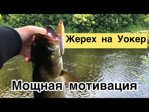 Видео: Жерех на Уокер | Мощная мотивация