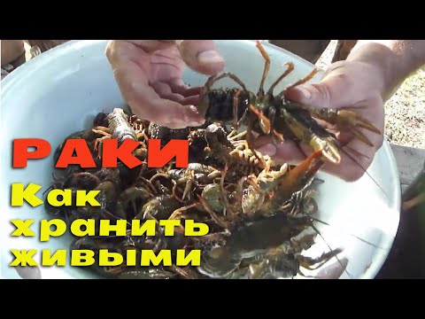 Видео: Как сохранить раков живыми на протяжении 5 суток. Простейший способ.