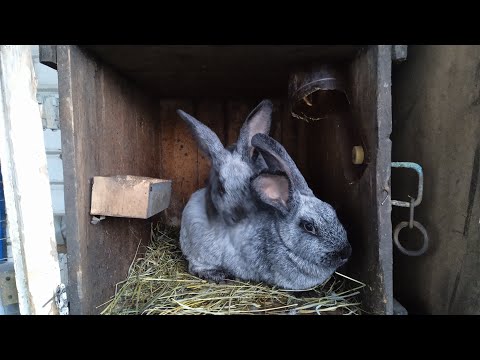 Видео: Полтавское серебро, 🐇 случка кроликов 🐇