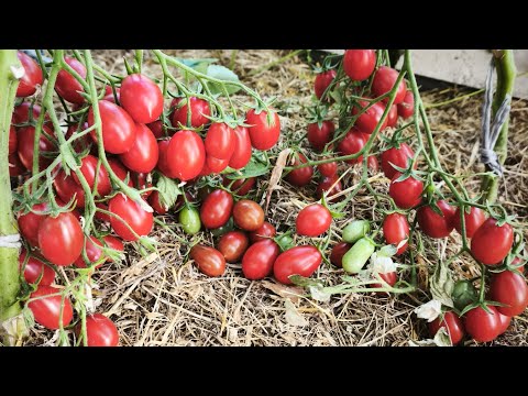 Видео: Обзор сортов чери сезон 2025 часть 8  и их Дегустация 