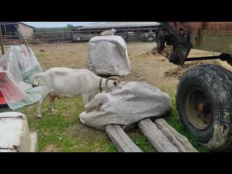 Видео: Привезли дубки🌳, коровы🐮, наш детский сад🐐, молодняк 🐮