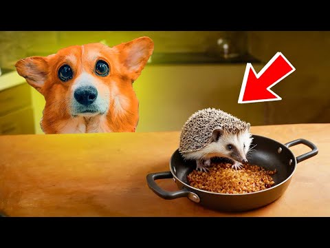 Видео: КАК ПРАВИЛЬНО ПРИГОТОВИТЬ ЁЖИКА? Лучшие серии БЕЗ МОНСТРОВ! Корги Коржик Говорящая собака