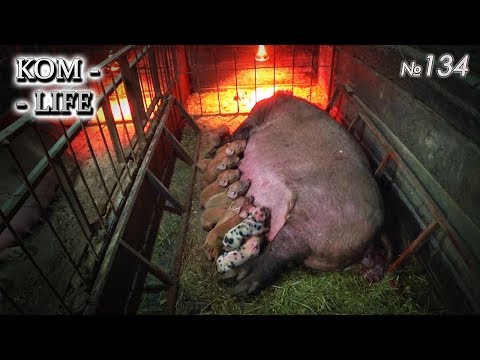 Видео: Опорос 2020