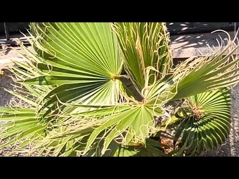 Видео: Рву пальмы в Турции.Охота на посадочный материал.