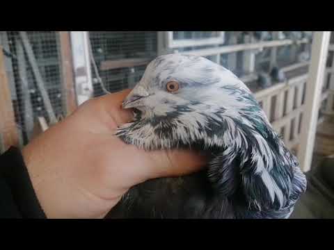 Видео: БЕРЕЗНЕГОВАТОВСКИЕ ГОЛУБИ В ГОСТЯХ У ВИКТОРА ЙОСИПОВИЧА. 1 Ч.