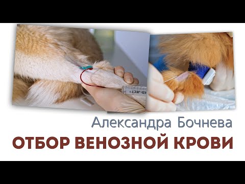 Видео: Отбор венозной крови