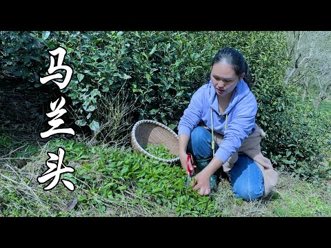 Видео: В поисках диких овощей весной - Маланту, вкусный и ароматный