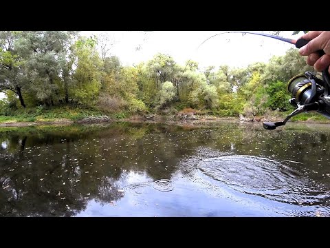 Видео: Поїхав на Десну і Виявив Калюжу з Рибою!