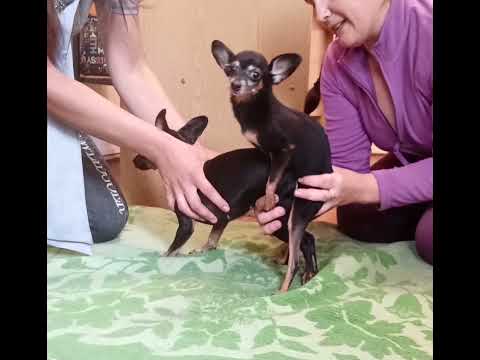 Видео: Вязка собак. Что делать, если сука не берёт кобеля в замок?!/  breeding dogs