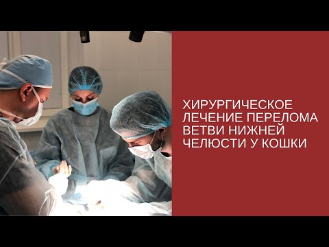 Видео: Хирургическое лечение перелома ветви нижней челюсти у кошки