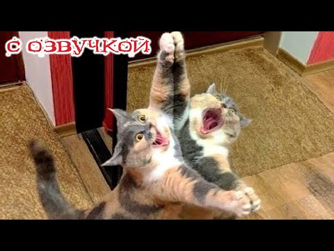Видео: Приколы с котами! С ОЗВУЧКОЙ! САМЫЕ СМЕШНЫЕ ЖИВОТНЫЕ! Смешные коты! ДО СЛЁЗ!