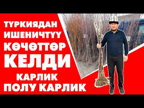 Видео: Жаз-жарыш! Түркиядан ИШЕНИЧТҮҮ көчөттөр келди ~ Багбандар ШАШЫЛЫҢЫЗДАР